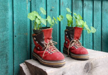 Old red hiking shoes as flower pot against wooden wall clipart