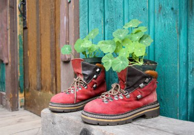 Eski Kırmızı Ayakkabı saksıyı yeşil ahşap duvar karşı olarak hiking