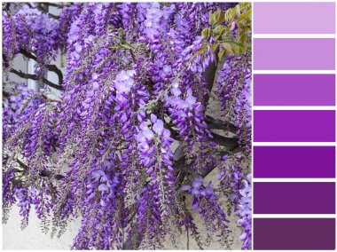 Renk paleti serisi: leylak - whistler çiçek tonları 