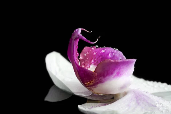 Orchidee schwimmt auf dem Wasser — Stockfoto