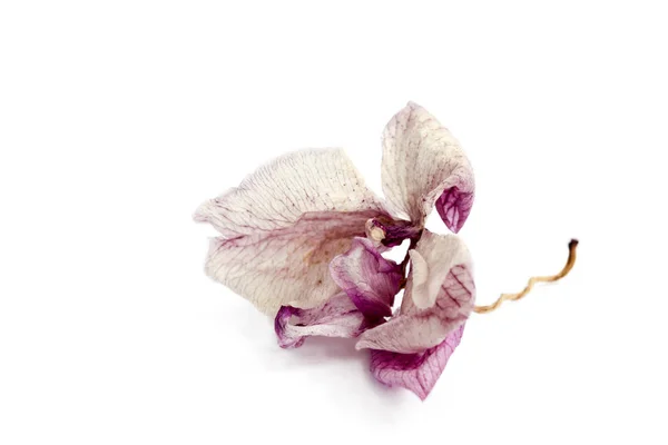 Увядшая розовая орхидея за дизайн открытки с соболезнованиями — стоковое фото