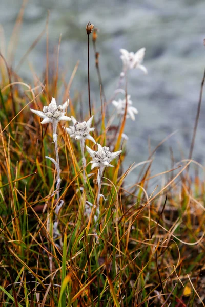 Tibete flores edelweiss — Fotografia de Stock