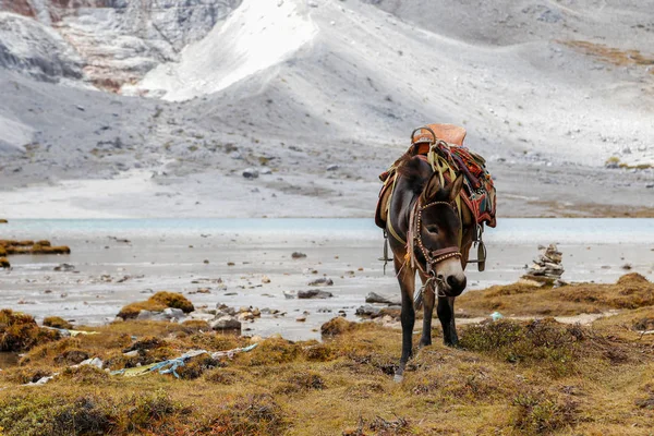 Transporte burro en la zona montañosa, región del Tíbet, Yading, China — Foto de Stock