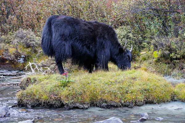 Iaque tibetano selvagem — Fotografia de Stock