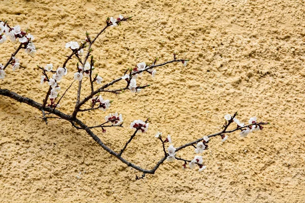 Blommande mandel gren utanför gula väggen — Stockfoto