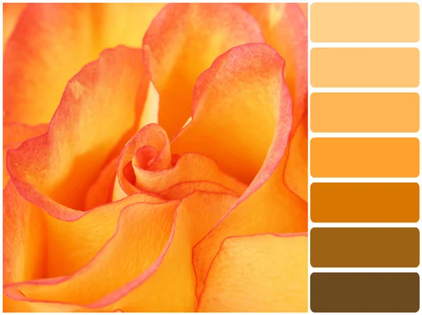 Serie di tavolozze di colori: sfumature di arancione — Foto Stock