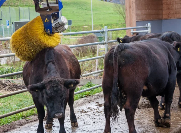 Mucca con dispositivo di massaggio pennello — Foto Stock