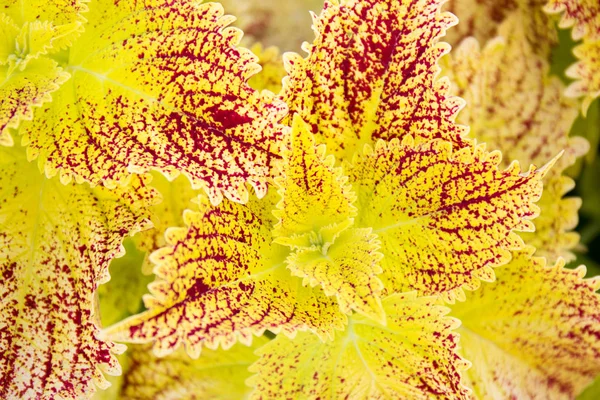 Multicolor decorative plant - coleus;