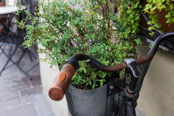 Ρετρό ποδήλατο με μπαχαρικό φυτό σε ένα δρόμο μπαρ — Φωτογραφία Αρχείου
