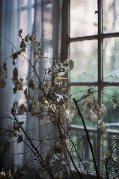 Planta decorativa muerta en una habitación abandonada — Foto de Stock