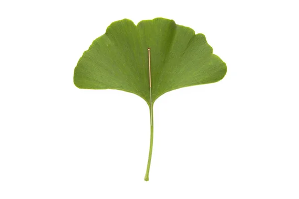 Een enkele acupunctuur naald op een groene ginkgo biloba blad, — Stockfoto