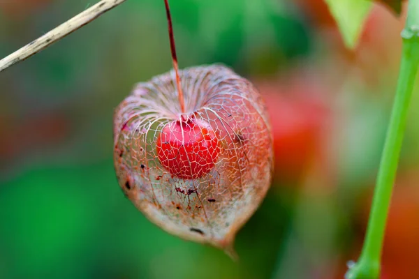 Czerwony dojrzałe lampion kwiat jesieni z skeletion wzór — Zdjęcie stockowe