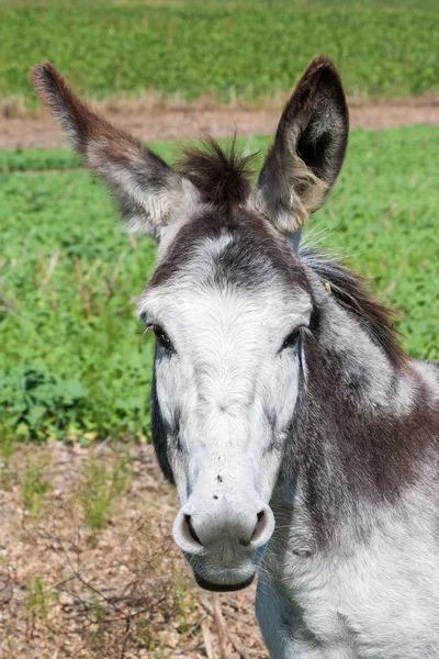 Ezel uit een boerderij veld — Stockfoto