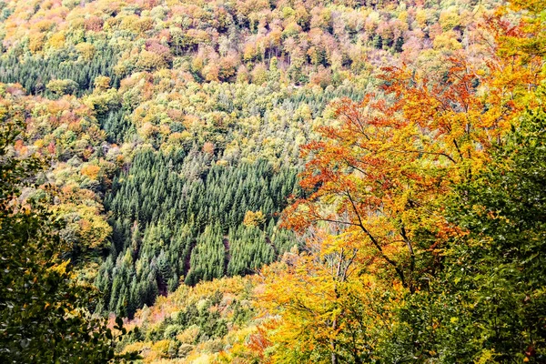 Βουνό το φθινόπωρο με πολύχρωμα φύλλα — Φωτογραφία Αρχείου