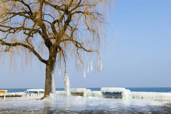 结冰的湖边与长凳和树 Branchen 被冰覆盖 — 图库照片