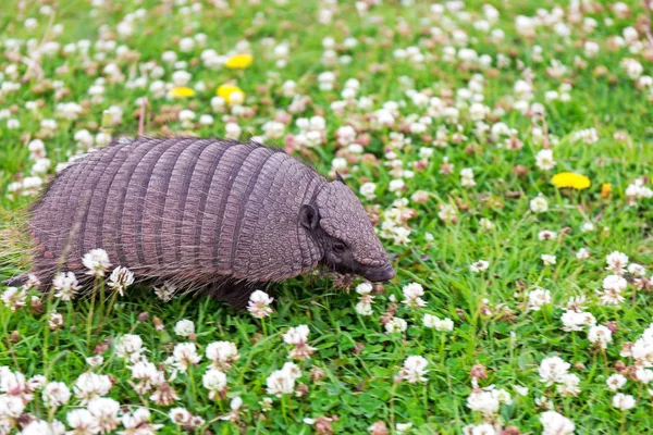 Giovane Armadillo Chaetophractus Villosus Noto Anche Come Grande Armadillo Peloso — Foto Stock