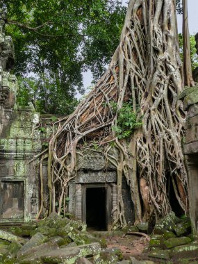 Taş Tapınak, Ta Prohm, Angkor Wat, Kamboçya harabe karmaşık karışık Ağaç kökleri sarmak