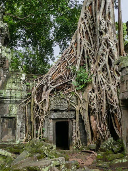 Tangled Tree Roots Overgrow Stone Temple Prohm Ruin Complex Angkor — Stock Photo, Image