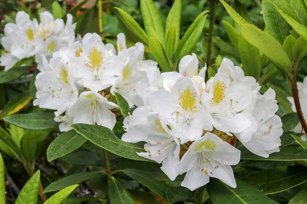 Bílá Azalea Květiny Zahradě Jaře — Stock fotografie