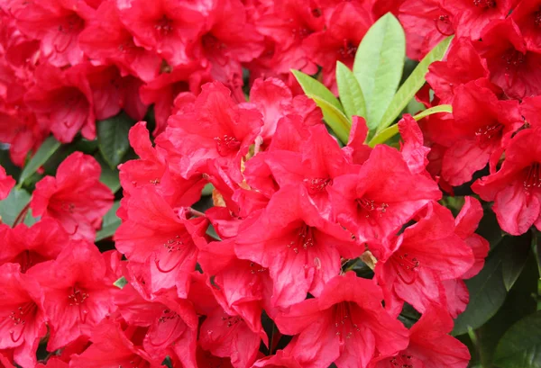 Arbusto Azálea Vermelha Rododendro Plena Floração Primavera — Fotografia de Stock