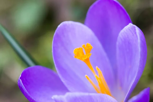 Macro Van Een Paarse Crocus Bloesem Weide — Stockfoto