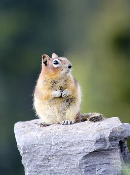 Golden Mantled Ground Ekorrar Callospermophilus Lateralis Sten Vid Lake Louise — Stockfoto