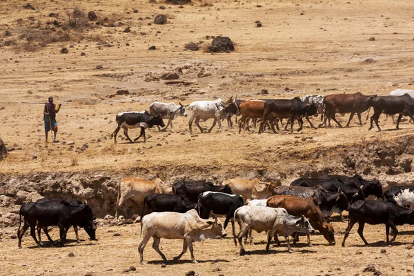 Ngorongoro Tanzania Wrzesień 2012 Massai Chłopca Jazdy Jego Stado Krów — Zdjęcie stockowe