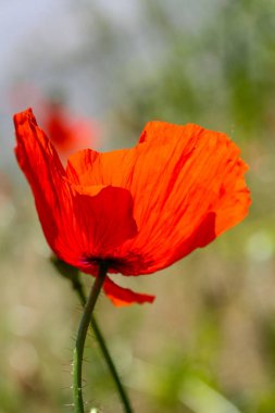 Arkadan aydınlatmalı kırmızı haşhaş çiçeği