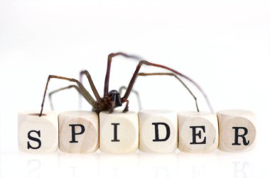 Bir örümcek ahşap bloklar word S harfi için 