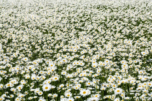 Daisy Leucanthemum Vulgare Field — Stock Photo, Image