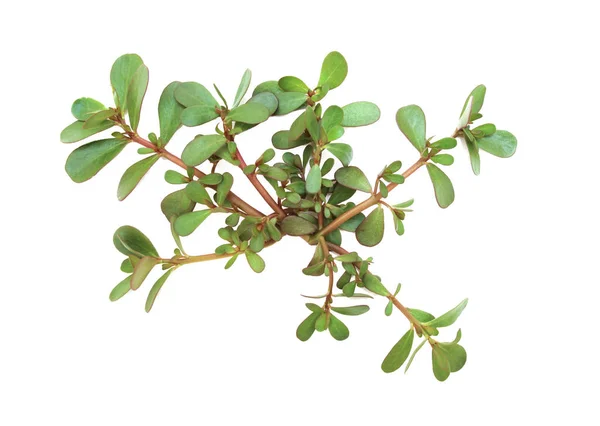 Eslaca Oleracea Common Purslane Verdolaga Red Root Pursley Pada Latar — Stok Foto