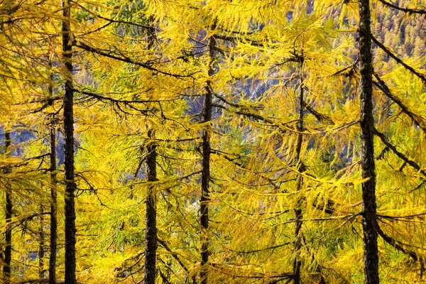 European Larch Larix Decidua Woods Sun Lit Autumn Season — Stockfoto