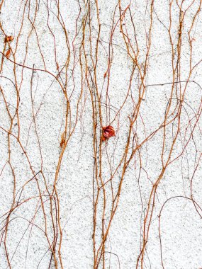 Taştan bir duvarda kırmızı yapraklı kuru sarmaşık dalları