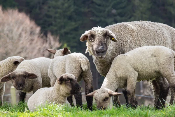 母羊和幼羊在绿草丛生的山上 — 图库照片