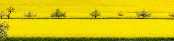 Blooming Rape Field Flowering Orchard Trees Spring Time Stitched Large — Stock Photo, Image
