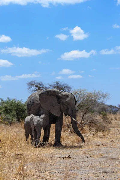 Elefante Madre Con Elefante Bebé Busca Comida Parque Nacional Tanzania — Foto de Stock