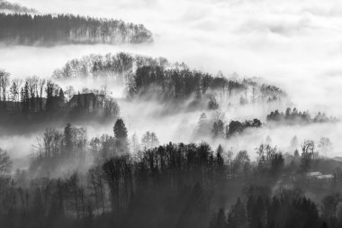 Sabah sisi, sabah güneşiyle birlikte Zürih 'teki Uetliberg Tepesi' ndeki ormanda.