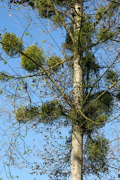 Tree Full Mistletoe Viscum Album Mistletoe Extracts Produced Breast Cancer — Stockfoto