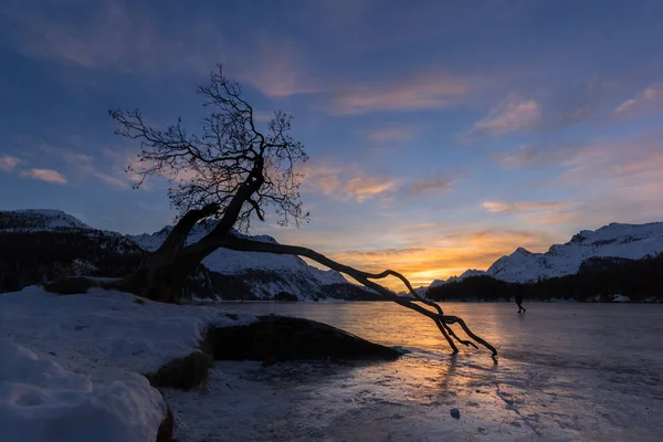 Silhouette Vecchio Albero Con Rami Secchi Sul Lato Dell Acqua — Foto Stock