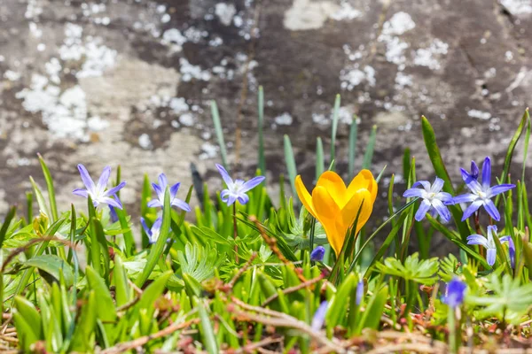 Yellow Crocus Flower Blue Wood Squill Scilla Siberica Spring Time — Stock Photo, Image