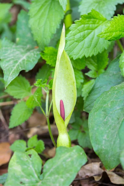 Vahşi Baharat Çiçeği Orman Kenarında Arum Maculatum — Stok fotoğraf