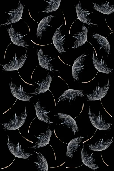 Falling Dandelion Seeds Black Background Full Frame — Stock Photo, Image