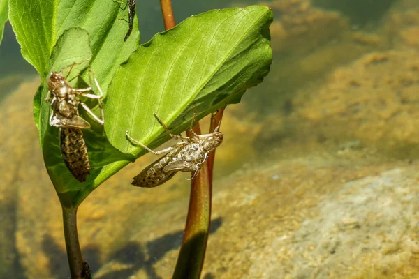 Larvenhäute Oder Exuvias Von Libellen Die Sich Das Grüne Blatt — Stockfoto
