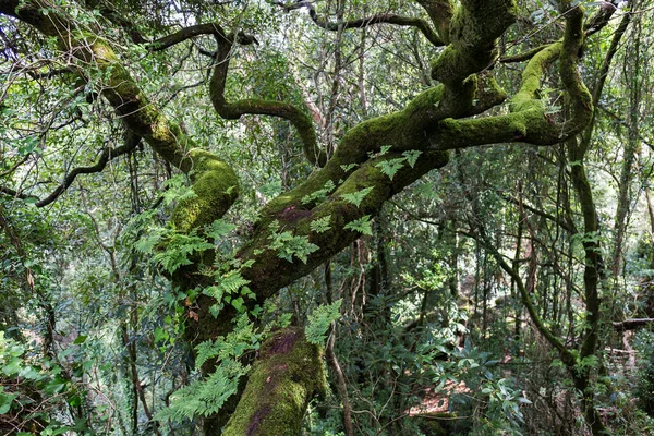 Foresta Quercia Primaverile Portogallo Foresta Albegaria Trova Nel Nord Del — Foto Stock