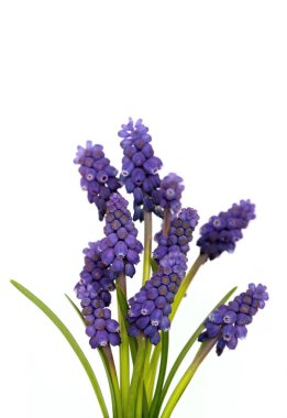 Beyaz arka planda üzüm muscari sümbülü çiçeği
