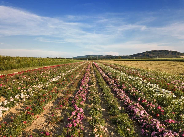 Campos Rosas Entre Crecimiento Cultivos Diversos Basados Principio Policultura Permacultura —  Fotos de Stock