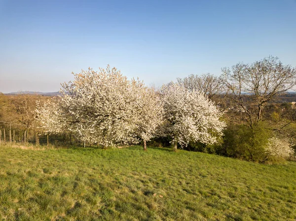 Kwitnące Drzewo Wiśniowe Wzgórzach Okresie Wiosennym Fotografii Dronów Niskiej Wysokości — Zdjęcie stockowe