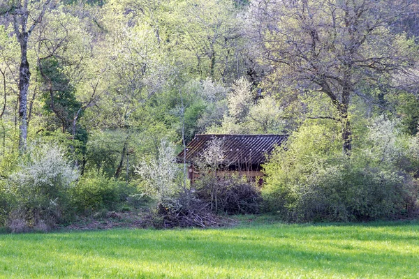 Morning Sun Rays Moss Roofed Old Bee House Wild Blooming — Stock Photo, Image