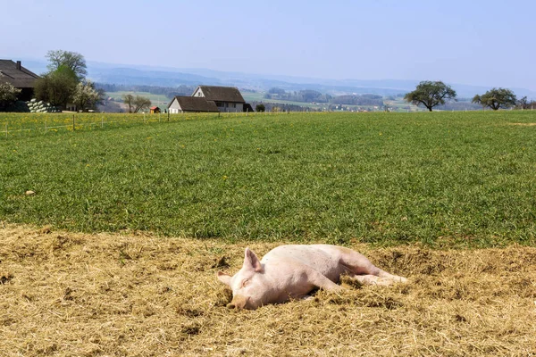 在广袤的农场里睡觉的小猪是健康的农产品 — 图库照片