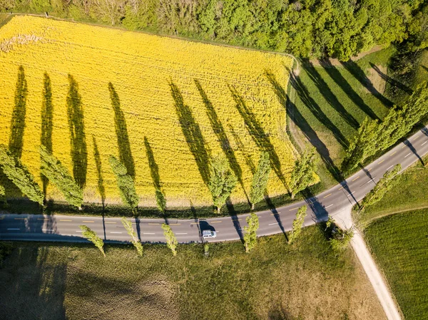 노면에 나무들 공중에서 모습을 드러내어 노을에 꽃피는 노란색 과푸른 초원에 — 스톡 사진